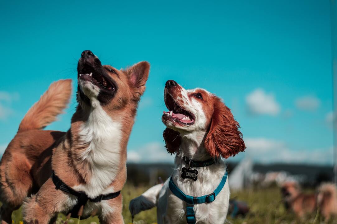 perros